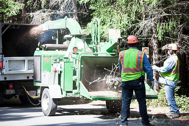 Best Fruit Tree Pruning  in Fourche Crossing, LA