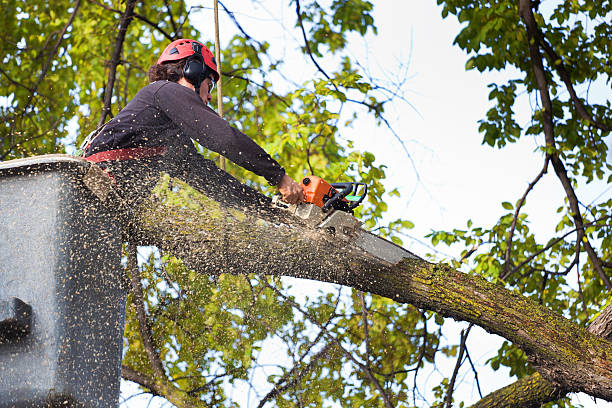 How Our Tree Care Process Works  in  Lafourche Crossing, LA